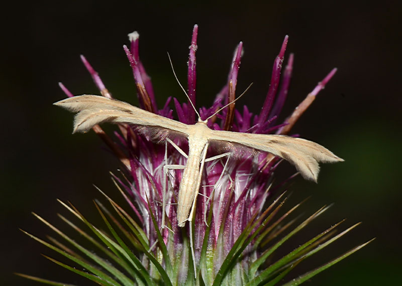 Pterophoridae - Calyciphora albodactyla